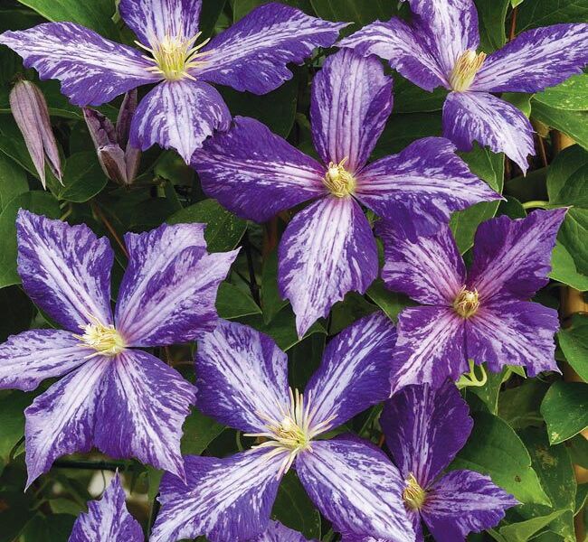 Устройство и особенности цветка